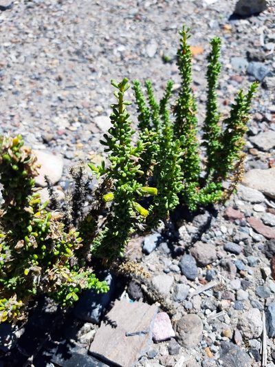 Senecio nutans, photographed by GREGORY ANTHONY PAUCA TANCO