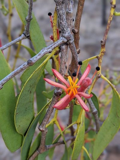 Amyema sanguinea, photographed by Louis Backstrom