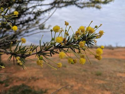 Acacia tetragonophylla, photographed by Louis Backstrom