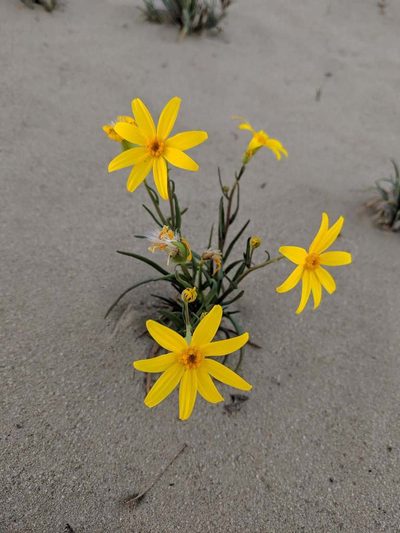 Senecio gregorii, photographed by Louis Backstrom