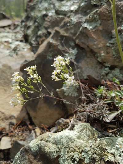 Draba ramosissima, photographed by Akiva