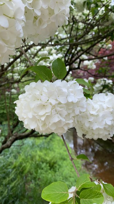 Viburnum macrocephalum, photographed by Chandan Hebbale