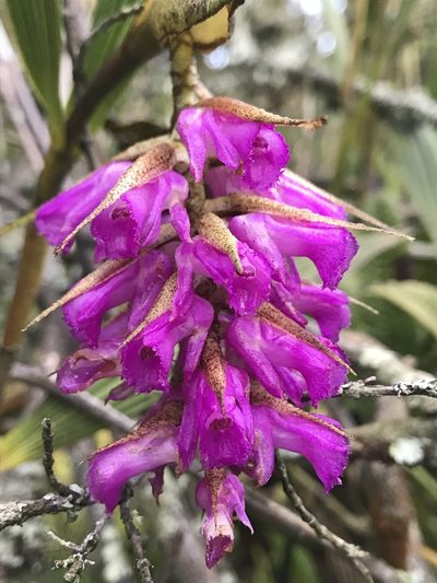 Elleanthus maculatus, photographed by Nicolás Baresch Uribe