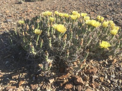Grusonia aggeria, photographed by pynklynx