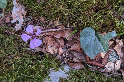 Cyclamen alpinum, photographed by Kristof Zyskowski