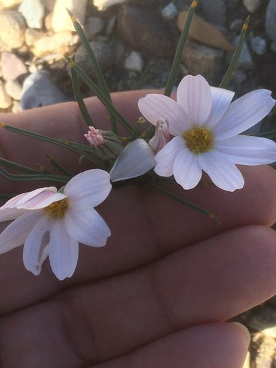 Nicolletia edwardsii, photographed by pynklynx