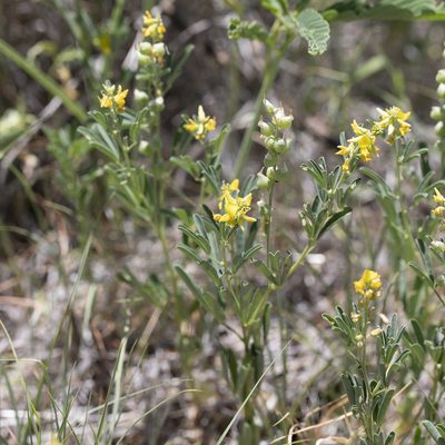 Crotalaria medicaginea