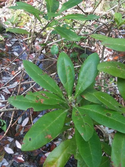 Myrica inodora, photographed by Will McFarland