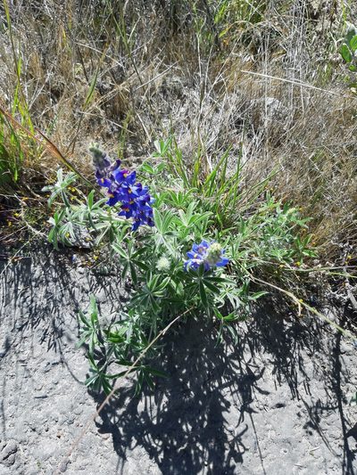 Lupinus saxatilis, photographed by GREGORY ANTHONY PAUCA TANCO