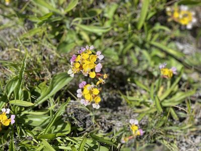 Hosackia gracilis, photographed by Dee Shea Himes