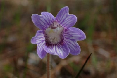 Pinguicula caerulea, photographed by Austin Pursley