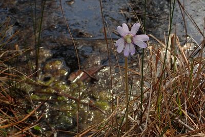 Pinguicula caerulea, photographed by Austin Pursley