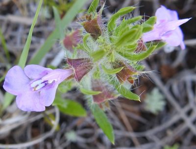 Salvia texana, photographed by saltyhiker