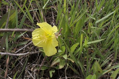 Oenothera triloba, photographed by Reid Hardin
