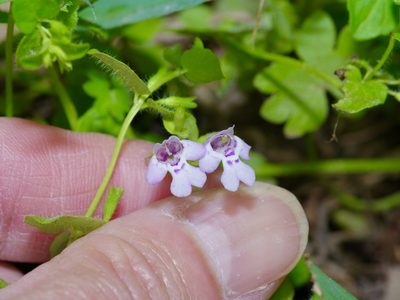 Clinopodium brownei, photographed by Michelle W. （鍾偉瑋）