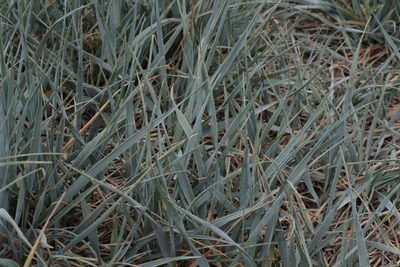 Elymus smithii, photographed by Reid Hardin