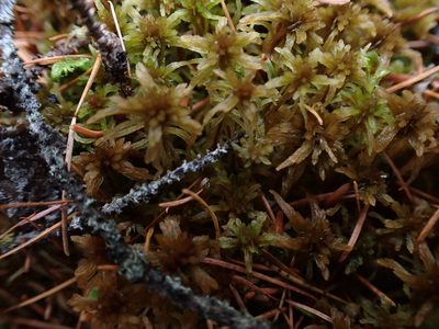 Sphagnum fuscum, photographed by Mary Krieger