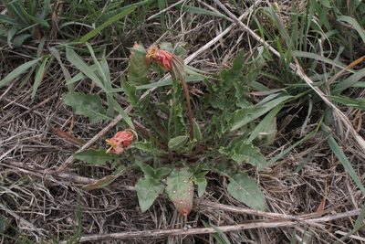 Oenothera triloba, photographed by Reid Hardin