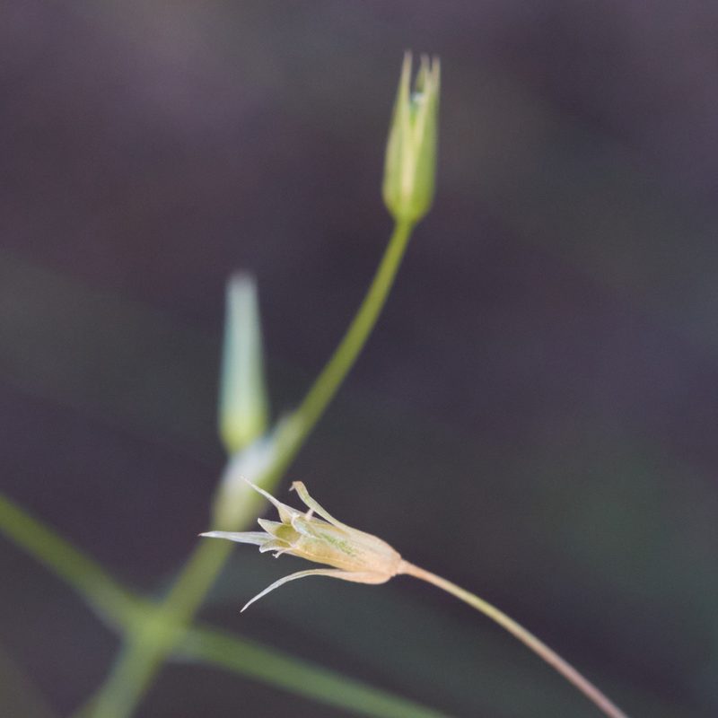 Stellaria nitens, photographed by Ken-ichi Ueda