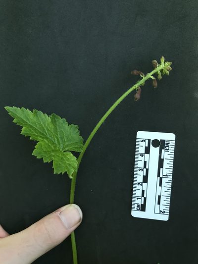 Tolmiea diplomenziesii, photographed by Daniel Kennedy