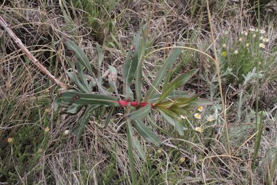 Oenothera glaucifolia, photographed by Reid Hardin