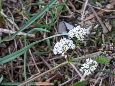 Lomatium piperi, photographed by David Anderson