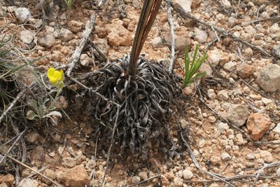 Eriogonum alatum, photographed by Reid Hardin