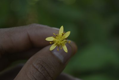 Roldana petasioides, photographed by Saban-Sequén, E.A.