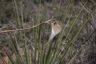 Asclepias engelmanniana, photographed by Reid Hardin