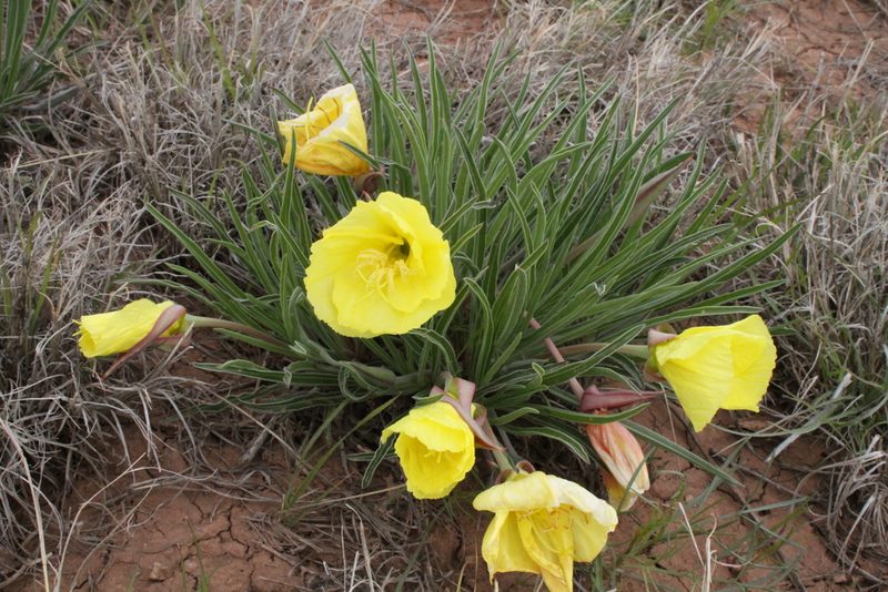 Oenothera coryi, photographed by Reid Hardin