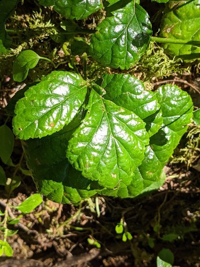 Rubus nivalis, photographed by John A Haskins