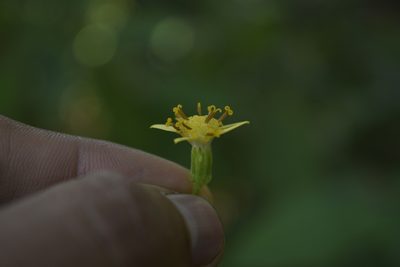 Roldana petasioides, photographed by Saban-Sequén, E.A.