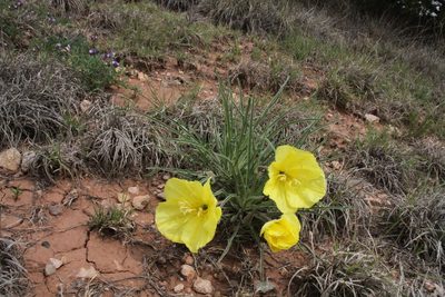 Oenothera coryi, photographed by Reid Hardin