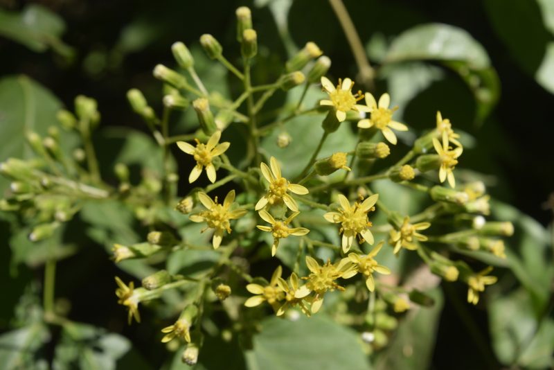 Roldana petasioides, photographed by Saban-Sequén, E.A.
