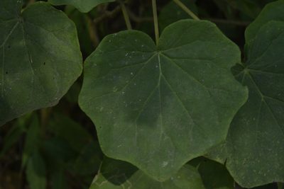 Roldana petasioides, photographed by Saban-Sequén, E.A.