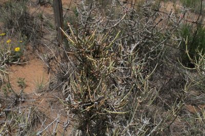 Ephedra antisyphilitica, photographed by Reid Hardin