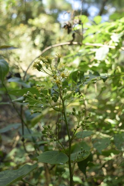 Roldana petasioides, photographed by Saban-Sequén, E.A.