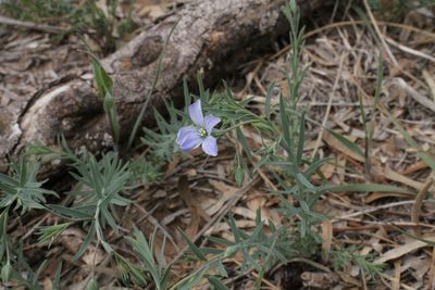 Linum pratense, photographed by Reid Hardin