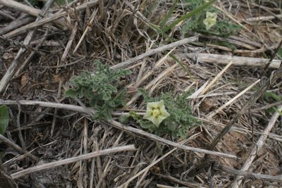 Chamaesaracha coniodes, photographed by Reid Hardin