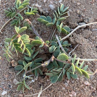 Pomaria jamesii, photographed by Ethan Wright-Magoon
