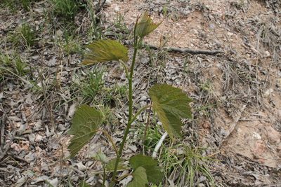 Vitis acerifolia, photographed by Reid Hardin