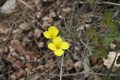 Physaria gordonii, photographed by Reid Hardin