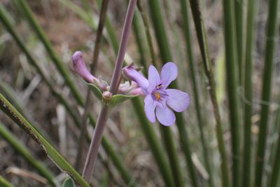 Penstemon fendleri, photographed by Reid Hardin
