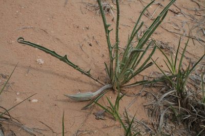 Oenothera coryi, photographed by Reid Hardin