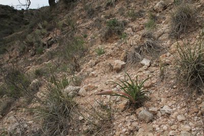 Oenothera coryi, photographed by Reid Hardin
