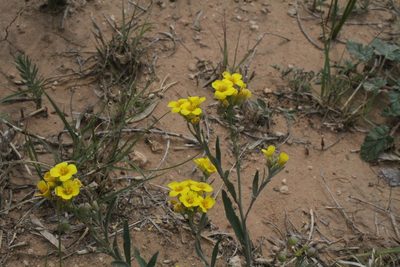 Physaria gordonii, photographed by Reid Hardin