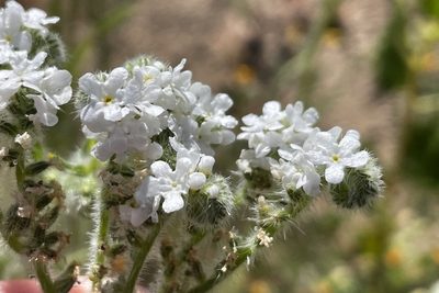 Cryptantha intermedia, photographed by Madeleine Claire