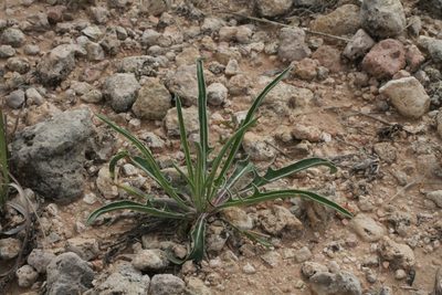 Oenothera coryi, photographed by Reid Hardin
