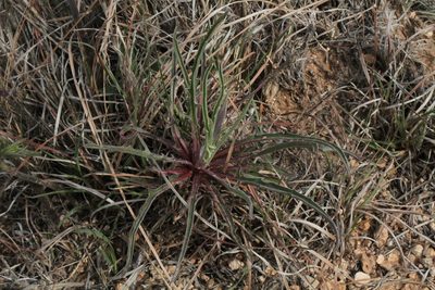 Oenothera coryi, photographed by Reid Hardin