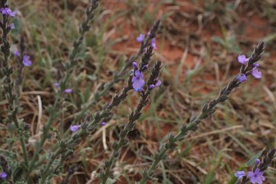 Verbena plicata, photographed by Reid Hardin